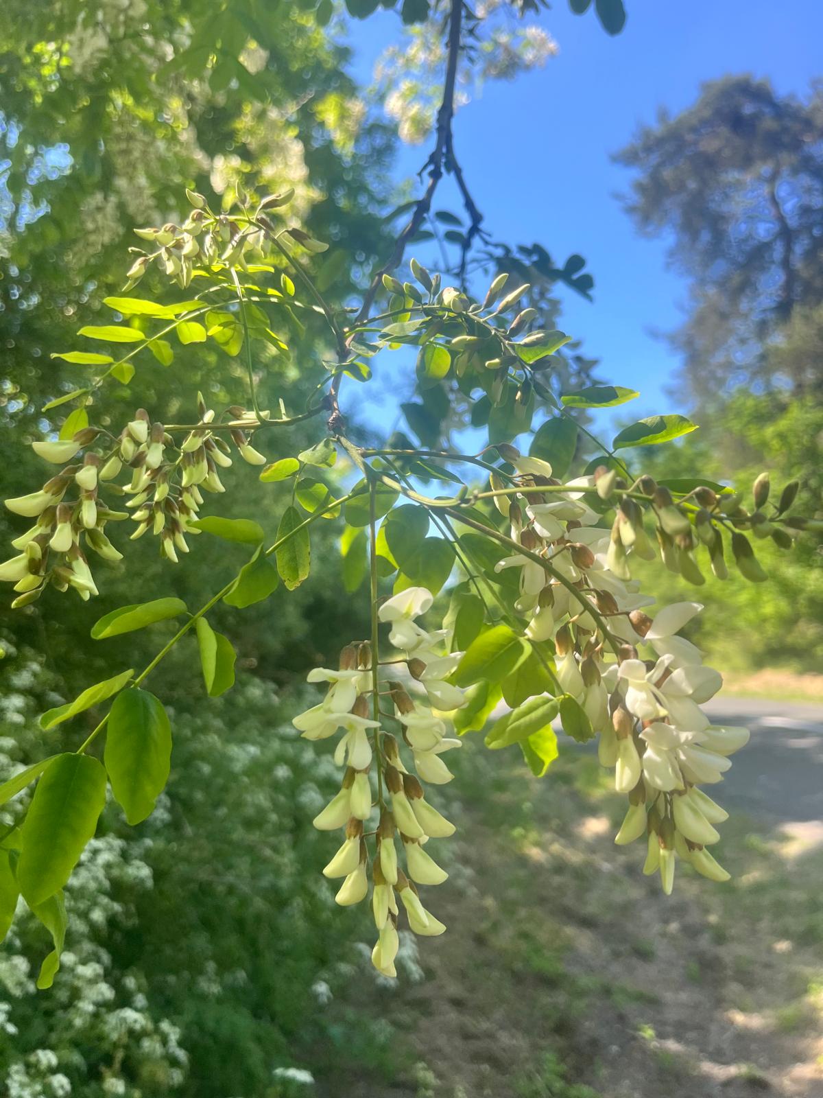 Miel d'Acacia