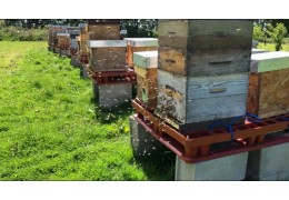 Les dernières sorties des Abeilles avant l'hiver